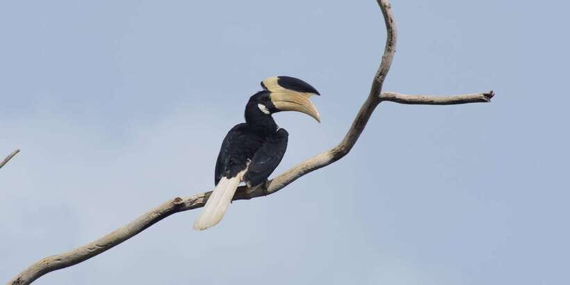Udawalawe National Park Safari and Elephant Transit Home - Why Udawalawe is such a good wildlife choice