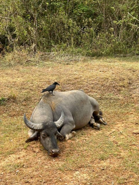 Udawalawe National Park Safari and Elephant Transit Home - Wildlife spotting tips that actually matter on this safari