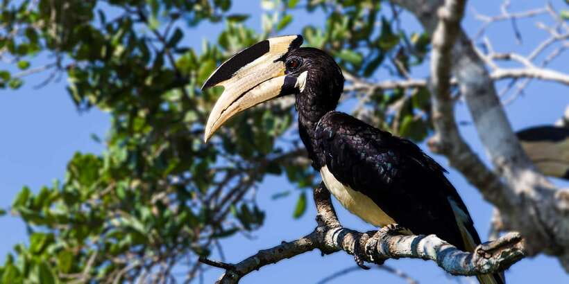 Udawalawe: National Park Safari & Elephant Transit Home Tour - FAQ