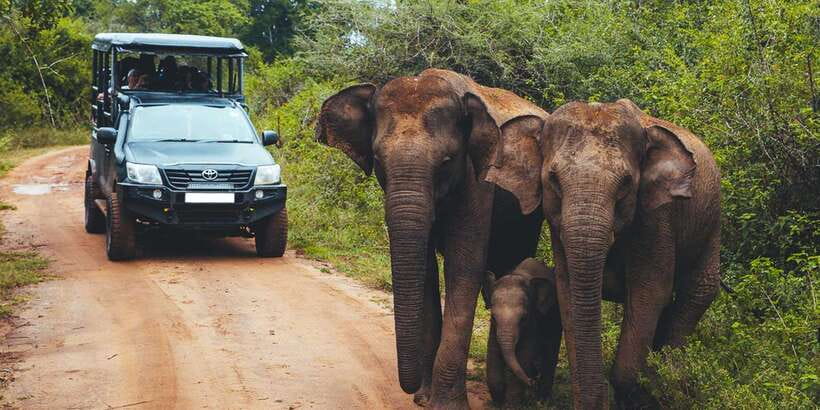 Udawalawe: National Park Safari & Elephant Transit Home Tour - Who This Tour Suits Best (And Who Might Want Something Else)