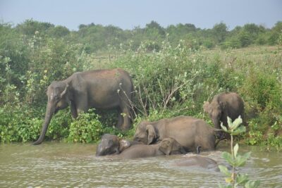 Udawalawe National Park Safari from Bentota - Udawalawe National Park in plain terms