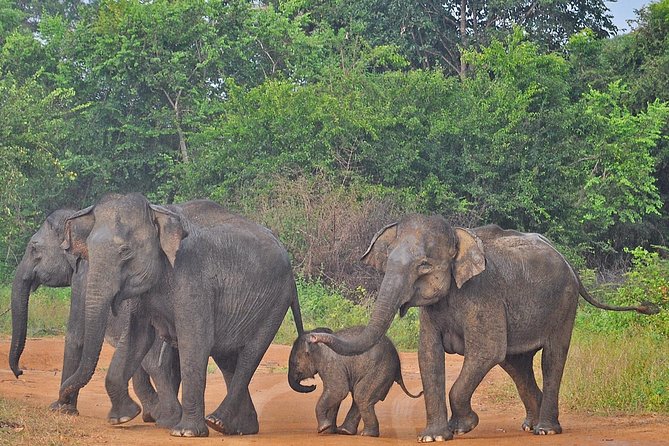 Udawalawe National Park Safari from Bentota - Who this trip fits best (and who might not love it)