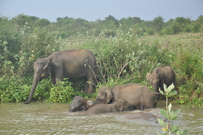 Udawalawe National Park Safari from Bentota - Udawalawe National Park in plain terms