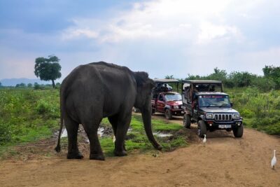 Udawalawe National Park Safari from Galle - Why Udawalawe’s plains work so well for wildlife