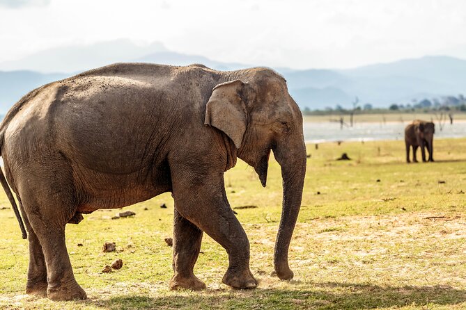 Udawalawe National Park Safari from Galle - Price and value: is $107 a good deal?