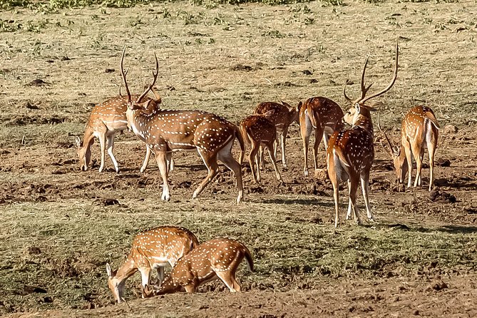 Udawalawe National Park Safari from Galle - Who this safari from Galle is best for