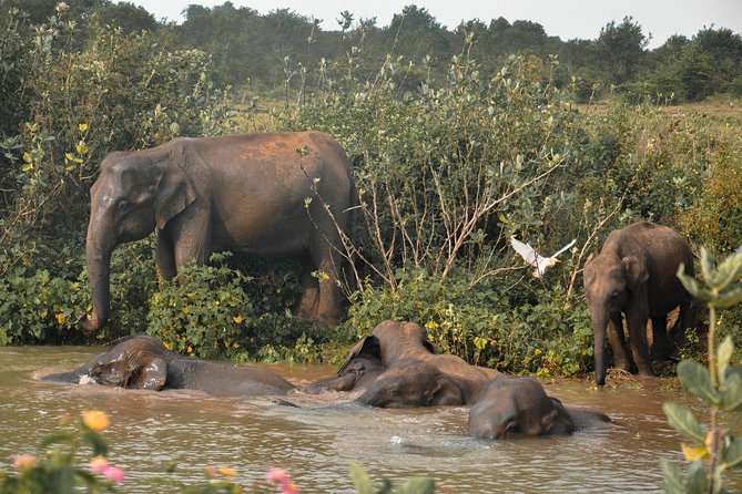 Udawalawe National Park Safari from Mirissa - Guide quality: the difference between spotting and understanding