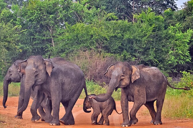 Udawalawe National Park Safari from Weligama - Price breakdown: where the $92 goes (and what you pay extra)