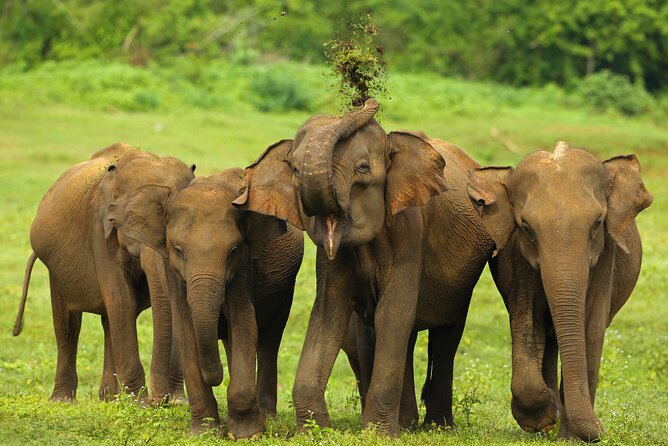 Udawalawe National Park Safari from Weligama - Bumpy jeep realities and small comfort tips