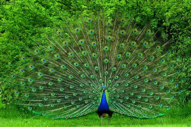 Udawalawe National Park Safari from Weligama - Who this safari suits best (and who might want a different plan)