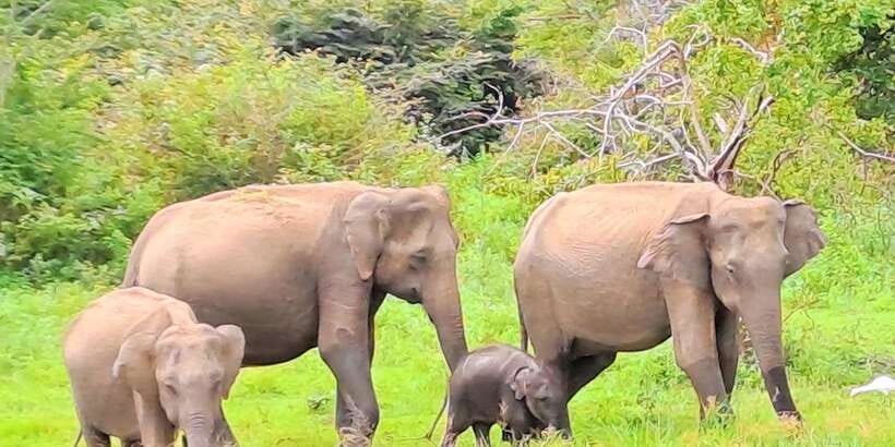 Udawalawe National Park Safari Tour - Key things I’d prioritize before you go