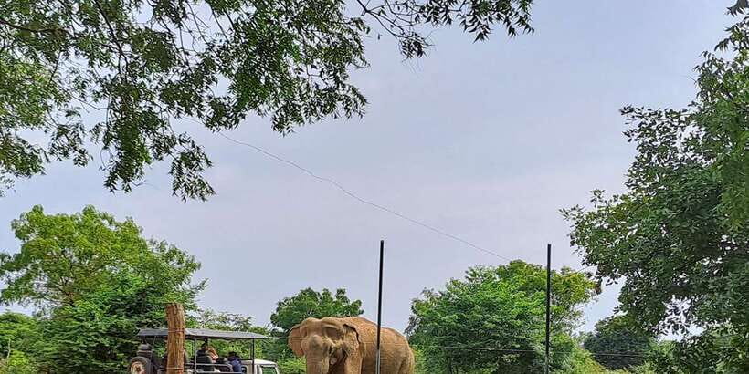 Udawalawe National Park Safari Tour - Udawalawe National Park is built for real elephant sightings