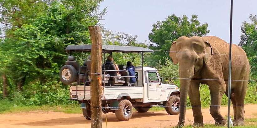 Udawalawe National Park Safari Tour - Where pickup works (and why it’s a real convenience)