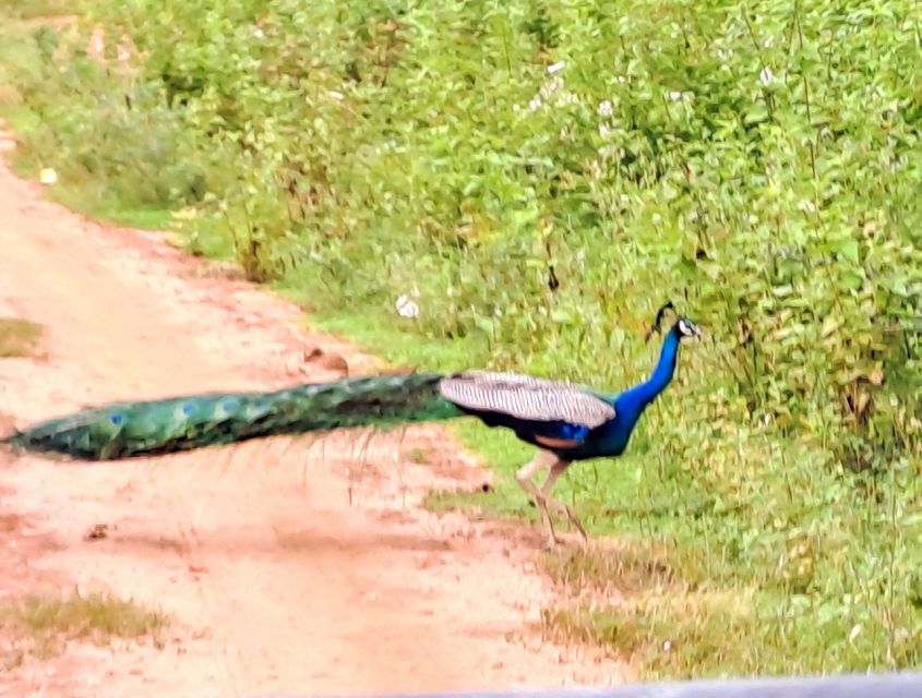 Udawalawe National Park Safari Tour - Elephant encounters: the real reason this tour gets strong reviews