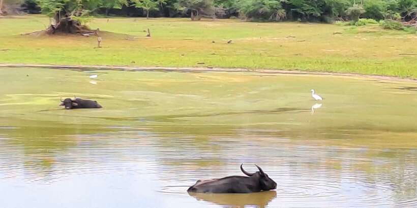 Udawalawe National Park Safari Tour - Bird watching and other mammals: more than a side quest