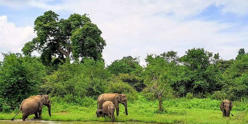 Udawalawe National Park Safari Tour - Lunch at Elephant Trail: fuel for the second half of the day
