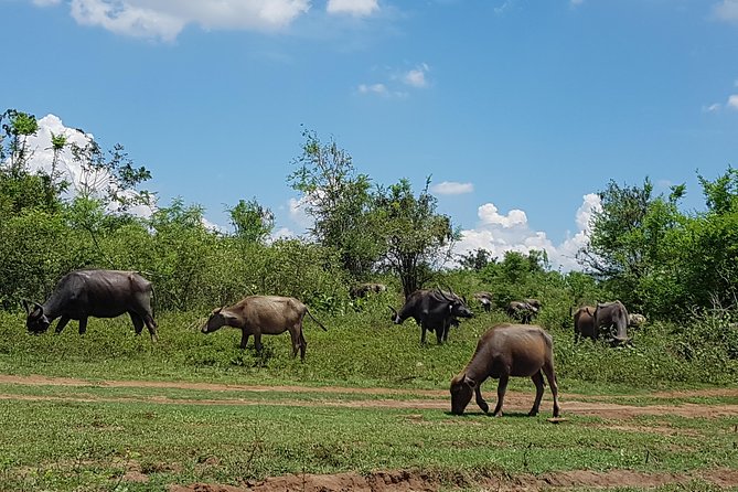 Udawalawe National Park Safari trip from Galle/Mirissa/Ella - Family-friendly safari rules: ages, pacing, and comfort