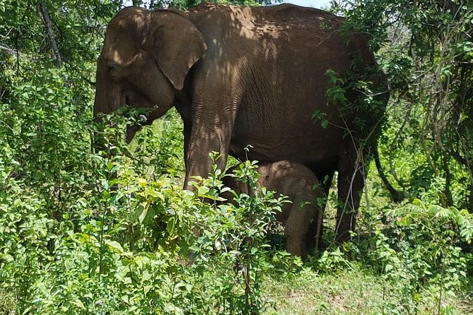 Udawalawe National Park Safari trip from Galle/Mirissa/Ella - Price and value: what $190 buys you from Galle