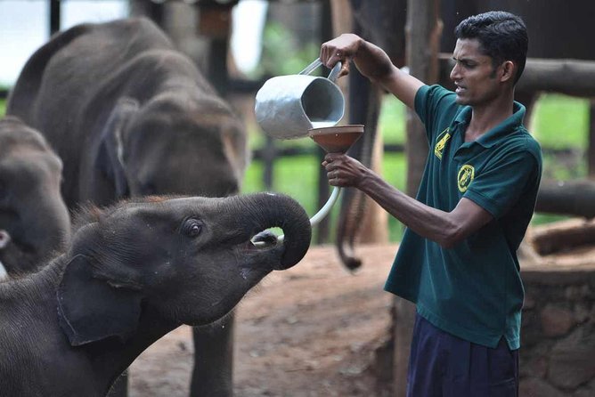 Udawalawe National Park Safari with Elephant Transit Home Visit - Why Udawalawe’s elephant density makes this a smart half-day