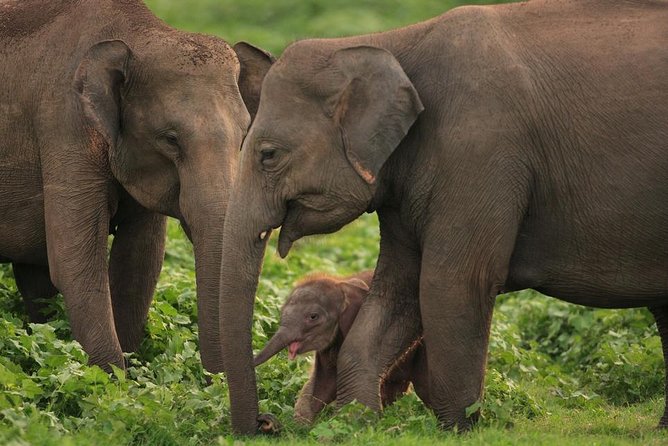 Udawalawe National Park Safari with Elephant Transit Home Visit - When to go: timing, weather, and your odds