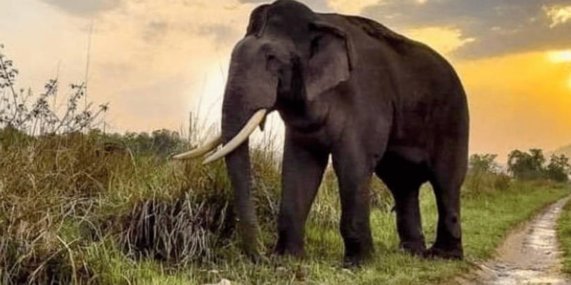 Udawalawe National Park: Safari with Experienced Driver - Why Udawalawe Works for First-Time Safari Goers