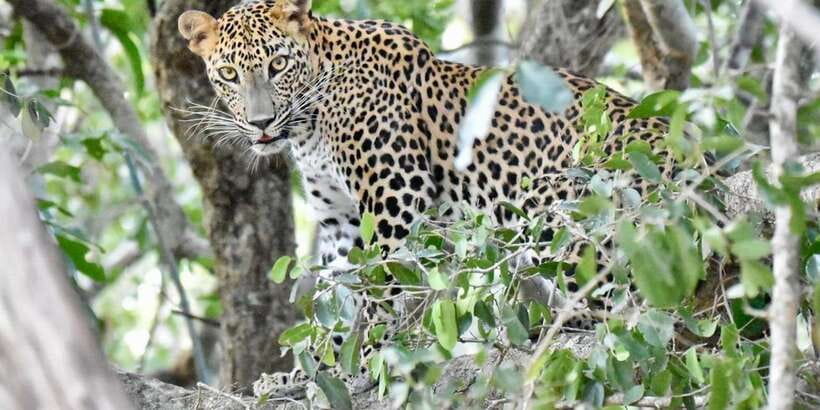 Udawalawe National Park: Safari with Experienced Driver - Wildlife Viewing: What You’ll Hope to See (and Why It Matters)