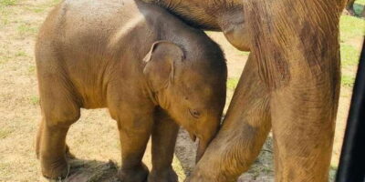 Udawalawe National Park: Safari with Experienced Driver - The 4-Hour Flow: Pickup, Safari Time, and Return