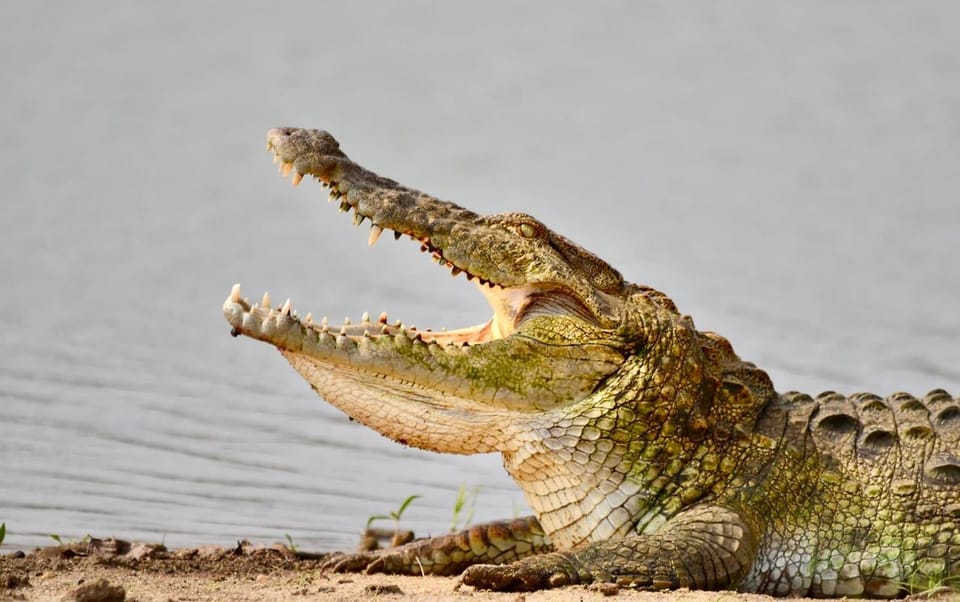 Udawalawe National Park: Safari with Experienced Driver - Guide Quality: Why This Tour Emphasizes the Driver-Guide