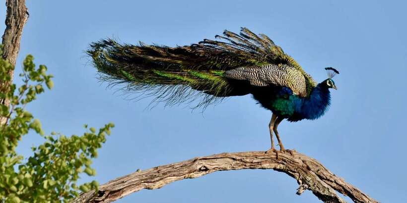 Udawalawe National Park: Safari with Experienced Driver - Meeting Point and Park Entrance Reality Check