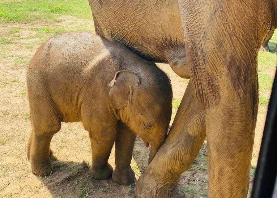 Udawalawe National Park: Safari with Experienced Driver - Price and Value: Is $20 Worth It?