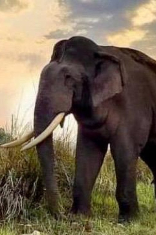 Udawalawe National Park: Safari with Experienced Driver - What to Bring (So You Don’t Hate Yourself Mid-Safari)