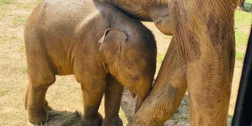 Udawalawe National Park: Safari with Experienced Driver - The 4-Hour Flow: Pickup, Safari Time, and Return