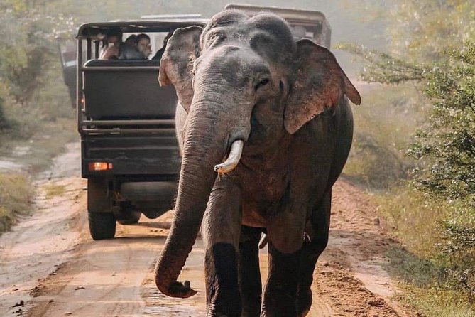 Udawalawe National Park Safari with Private Driver-Jeep and Enter ticket - Why Udawalawe and a private Jeep are such a strong combo