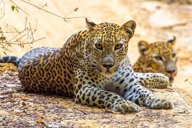 Udawalawe National Park Safari with Private Driver-Jeep and Enter ticket - Wildlife you’re likely to see, and how to spot it calmly