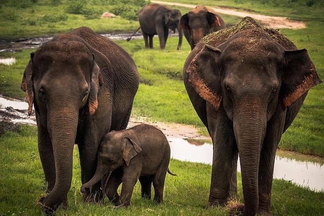 Udawalawe National Park Safari with Private Driver-Jeep and Enter ticket - Park entry fees: what the ticket option changes for you