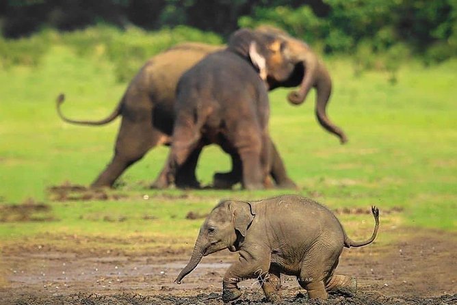 Udawalawe National Park Safari with Private Driver-Jeep and Enter ticket - Price and what you’re really buying for $50 per group
