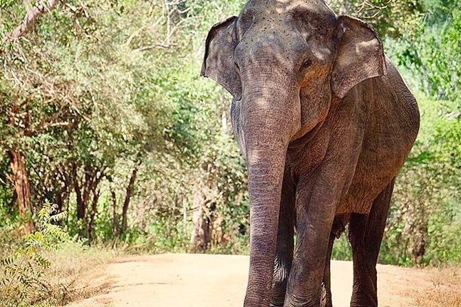 Udawalawe National Park Safari with Private Driver-Jeep and Enter ticket - Comfort, safety, and practical details that matter on safari