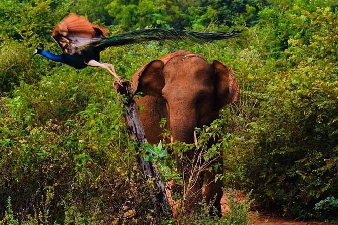 Udawalawe National Park Safari with Private Driver-Jeep and Enter ticket - Who this safari fits best (and who might want a different plan)