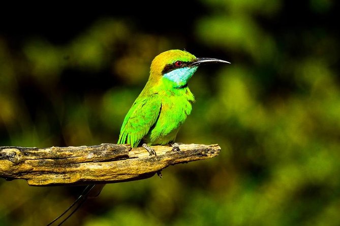 Udawalawe National Park Safari With Transfers From Colombo - Practical packing: help your day go right