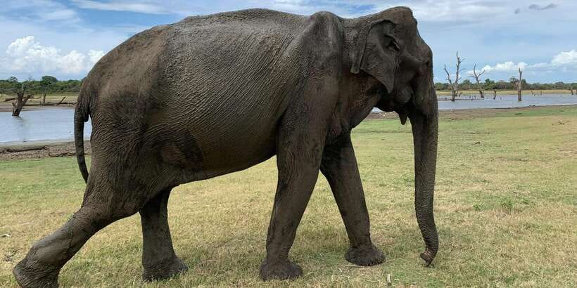 Udawalawe National park with Safari jeep & Entrance ticket - Udawalawe in 3.5 Hours: the half-day elephant plan that actually fits your schedule