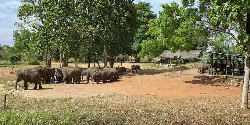 Udawalawe National park with Safari jeep & Entrance ticket - Inside Udawalawe: how the 3-hour game drive window plays out