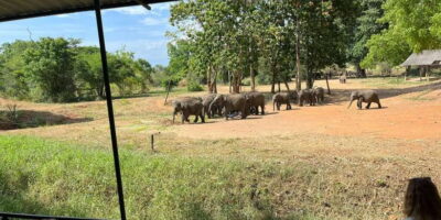 Udawalawe National park with Safari jeep & Entrance ticket - Pickup and the shared jeep drive: what you gain (and what you should expect)