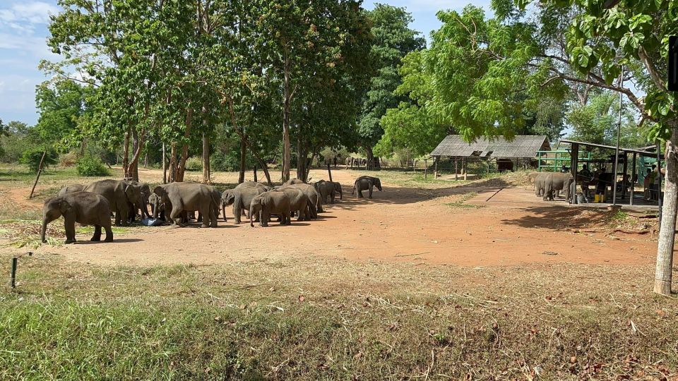 Udawalawe National park with Safari jeep & Entrance ticket - Who this tour suits best (and who might want a different option)