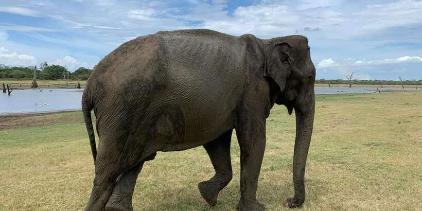 Udawalawe National park with Safari jeep & Entrance ticket - Responsible safari rules you’ll follow during the drive