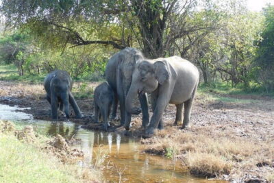 Udawalawe Safari & Baby Elephants Visit from Hambantota Port - Price and value: what $47 covers, and what it doesn’t