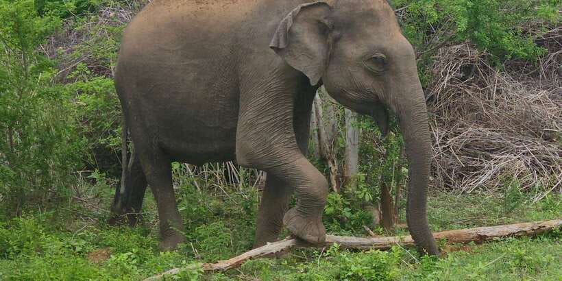 Udawalawe Safari Day Tour From Bentota/Aluthgama/Ahungalla - Key Points at a Glance