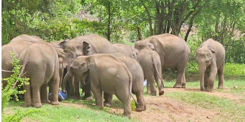 Udawalawe Safari Day Tour From Bentota/Aluthgama/Ahungalla - The Big Picture: Udawalawe Wildlife From the South Coast