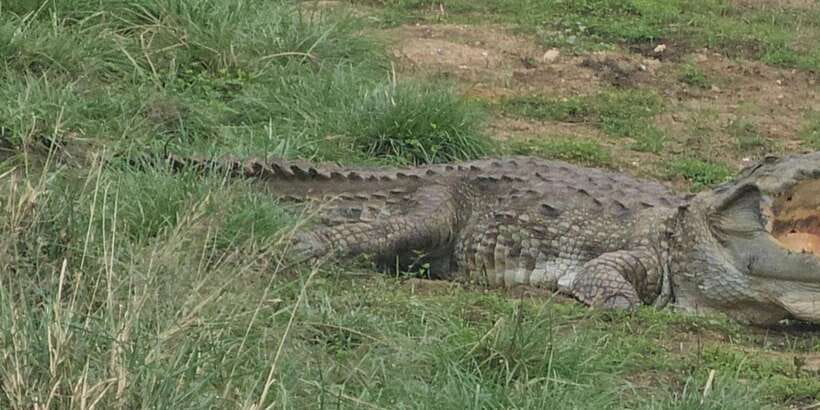 Udawalawe Safari Day Tour From Bentota/Aluthgama/Ahungalla - Elephant Transit Home: A Guided 45 Minutes That Changes How You Look at the Park