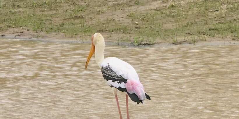 Udawalawe Safari Day Tour From Bentota/Aluthgama/Ahungalla - Udawalawe National Park Jeep Safari: 3.5 Hours of Wildlife Viewing