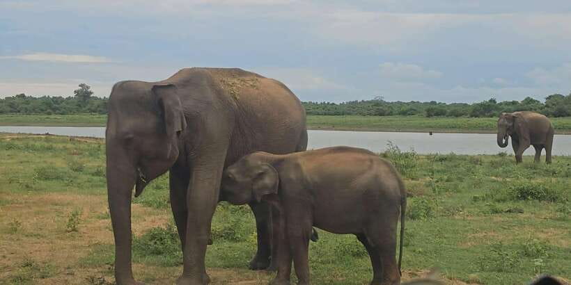 Udawalawe Safari Day Tour From Bentota/Aluthgama/Ahungalla - Lunch Break and the Photo-Friendly Rhythm of the Day